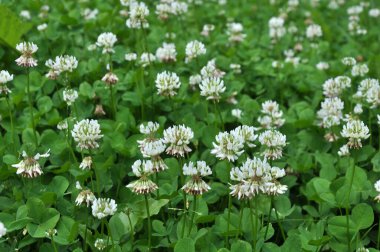 Yonca doğada beyazdır (Trifolium tövbe eder))