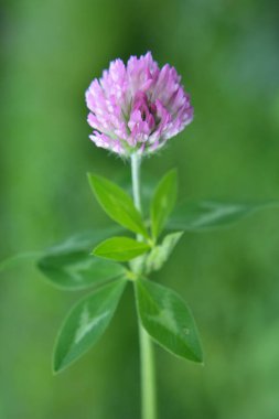 Kırmızı yonca çiçeği, değerli bir hayvan yemi.