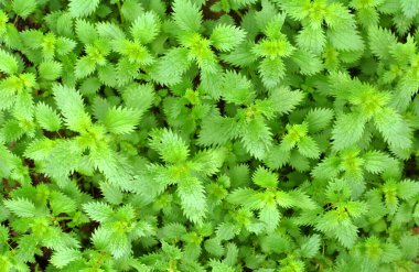 Vahşi doğada, ısırgan otu büyür (Urtica idrarı)