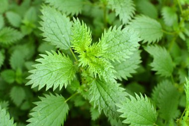 Vahşi doğada, ısırgan otu büyür (Urtica idrarı)