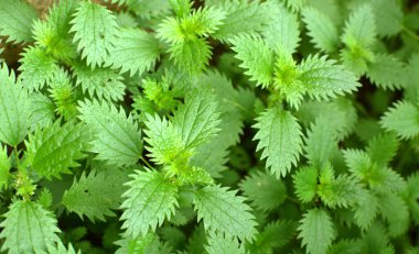 Vahşi doğada, ısırgan otu büyür (Urtica idrarı)