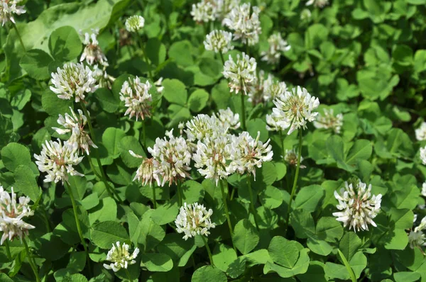 Trébol Naturaleza Blanca Trifolium Repens —  Fotos de Stock