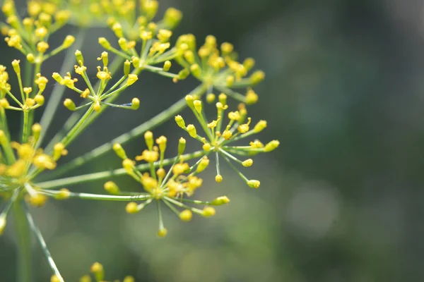 Otevřeném Prostranství Zahradě Roste Kopr Anethum Graveolens — Stock fotografie