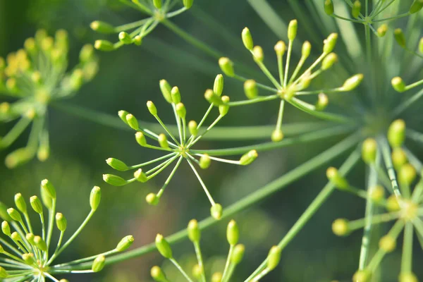 Otevřeném Prostranství Zahradě Roste Kopr Anethum Graveolens — Stock fotografie