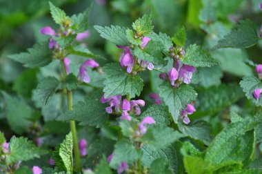 Vahşi, sağır, ısırgan otu morunda çiçek açar (Lamium purpureum))