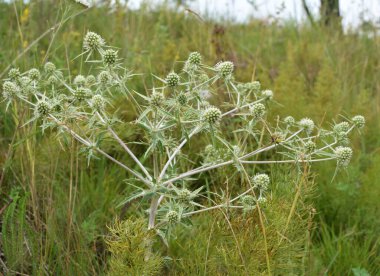 Vahşi doğada bir devedikeni yetişir Eryngium kampı