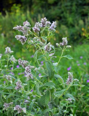Vahşi doğada uzun yapraklı nane yetişir (Mentha longifolia)