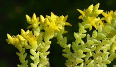Vahşi taşrop 'ta (Sedum dönümü) kayalık topraklarda yetişir.
