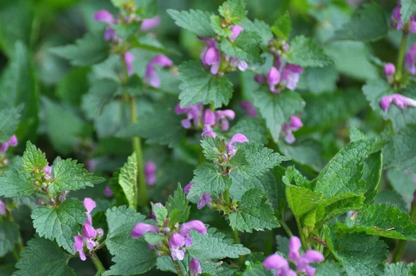 Vahşi, sağır, ısırgan otu morunda çiçek açar (Lamium purpureum))