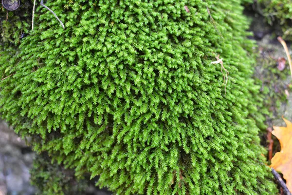 Forest Wild Stone Grows Moss Anomodon — Stock Photo, Image