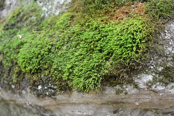 Forest Wild Stone Grows Moss Anomodon — Stock Photo, Image