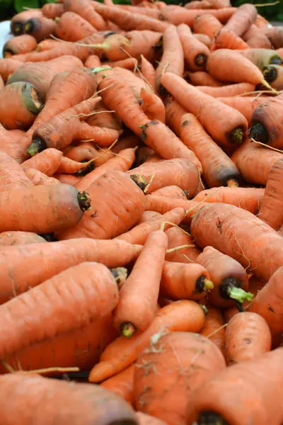 Montón Hay Una Cosecha Zanahoria Limpiada Parte Superior Suelo — Foto de Stock