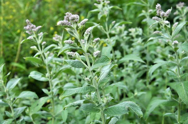 Wild Grows Mint Long Leaved Mentha Longifolia — Stock Photo, Image