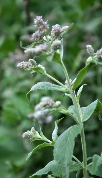 野生ではミントの長い葉が成長します Mentha Longgifolia — ストック写真