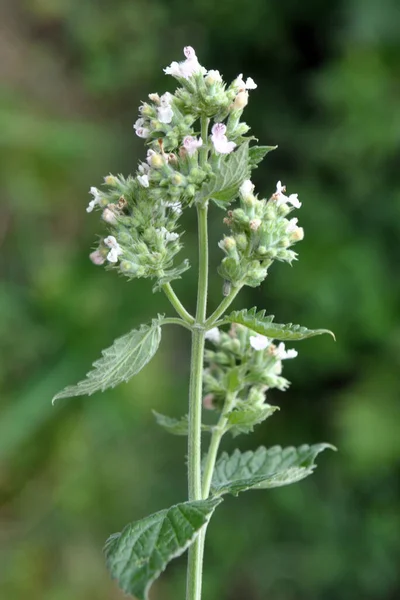 Rozmytym Tle Kwitną Gałęzie Krzewu Melissy Melissa Officinalis — Zdjęcie stockowe