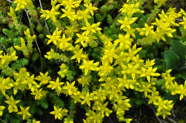 Nella Roccia Selvatica Sedum Acro Cresce Terreni Rocciosi — Foto Stock