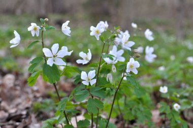 Ormanda bahar mevsimi çiçek açıyor Isopyrum thalictroides