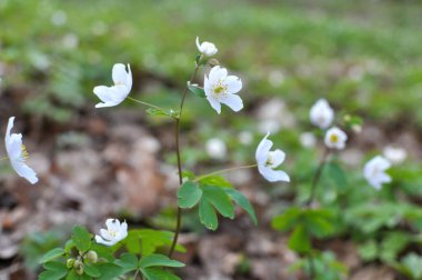 Ormanda bahar mevsimi çiçek açıyor Isopyrum thalictroides
