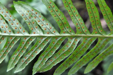 Fern Polypodium vulgare ormandaki bir kayanın üzerinde yetişir.