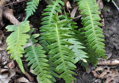 Fern Polypodium vulgare ormandaki bir kayanın üzerinde yetişir.