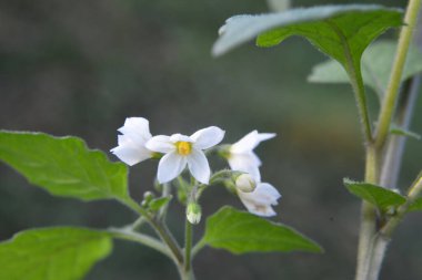 Doğada zehirli böğürtlenlerle bitki yetiştirilir (Solanum nigrum)