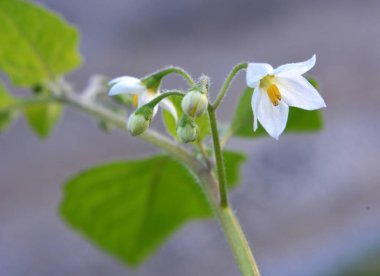 Doğada zehirli böğürtlenlerle bitki yetiştirilir (Solanum nigrum)