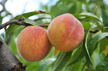 Yeşil yapraklı bir ağacın dalında olgun şeftali meyveleri yetişir.