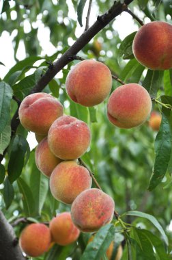 Yeşil yapraklı bir ağacın dalında olgun şeftali meyveleri yetişir.