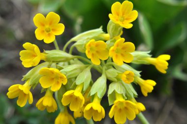 İlkbaharda, Primula veris (Primula veris) vahşi doğada açar.