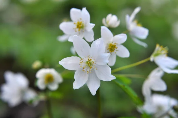 Printemps État Sauvage Dans Forêt Fleurit Isopyrum Thalictroides — Photo