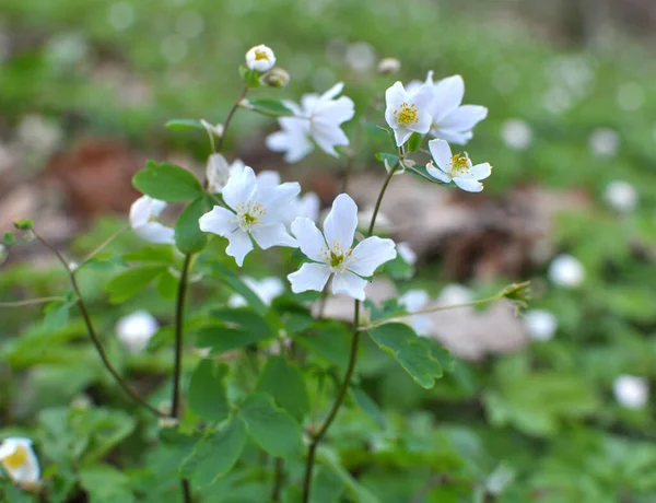 森の中の野生の春が開花しています Isopyrum Thalictroides — ストック写真