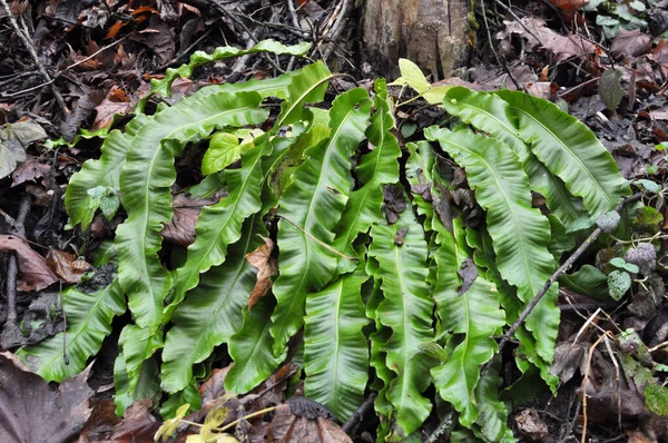 Het Wild Groeien Varens Van Asplenium Scolopendrium Het Bos — Stockfoto