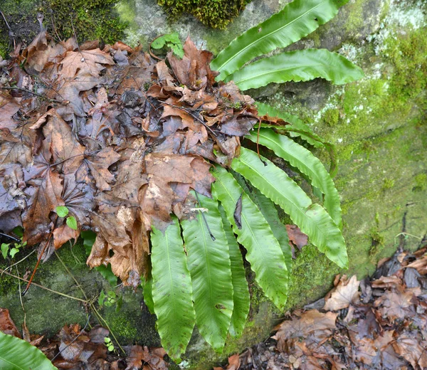 Vahşi Doğada Asplenium Scolopendrium Eğreltiotu Ormanda Yetişir — Stok fotoğraf