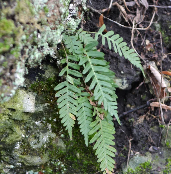 Fern Polypodium Vulgare Crece Estado Salvaje Sobre Una Roca Bosque — Foto de Stock