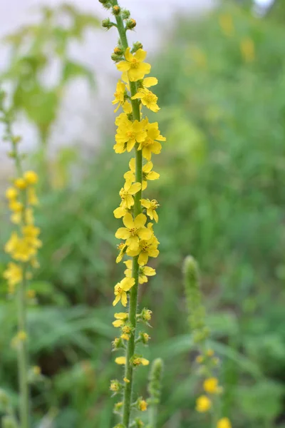 野生草丛中的夏天正在绽放着农莫尼亚的欢愉 — 图库照片