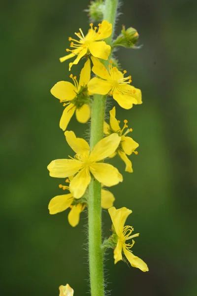 Verano Naturaleza Entre Hierbas Silvestres Está Floreciendo Agrimonia Eupatoria — Foto de Stock