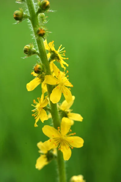 Zomer Het Wild Tussen Wilde Grassen Bloeit Agrimonia Eupatoria — Stockfoto