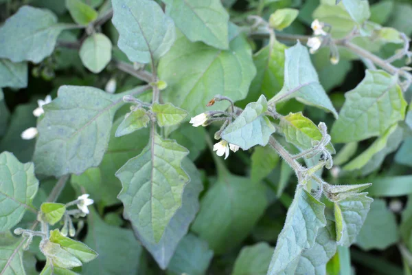 In nature grows plant with poisonous berries nightshade (Solanum nigrum)