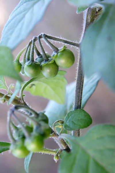 Природе Растет Растение Ядовитыми Ягодами Паслён Solanum Nigrum — стоковое фото