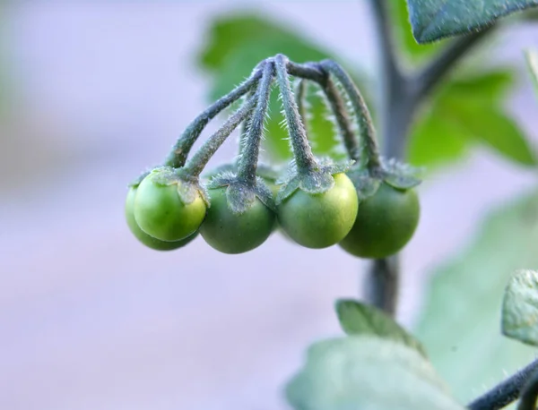 Natura Cresce Pianta Con Bacche Velenose Belladonna Solanum Nigrum — Foto Stock