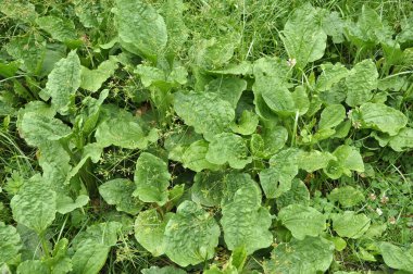 Yazın, plantain (bitkisel cornutii) doğada yetişir.