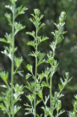 Acı pelin otu (Artemisia absinthium) vahşi doğada yetişir.
