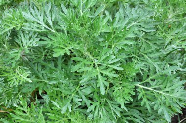 Acı pelin otu (Artemisia absinthium) vahşi doğada yetişir.