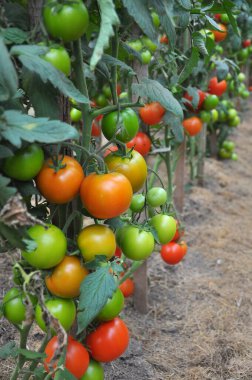 Domatesler açık organik toprakta yetişir.
