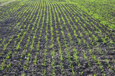 Sonbahar tarlasında güzel buğday ekimleri