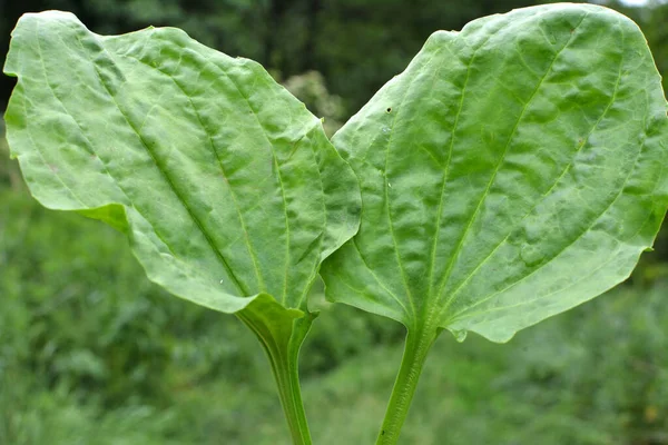 Yazın Plantain Bitkisel Cornutii Doğada Yetişir — Stok fotoğraf