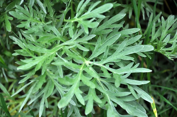 Arbusto Absinto Amargo Artemisia Absinthium Cresce Natureza — Fotografia de Stock