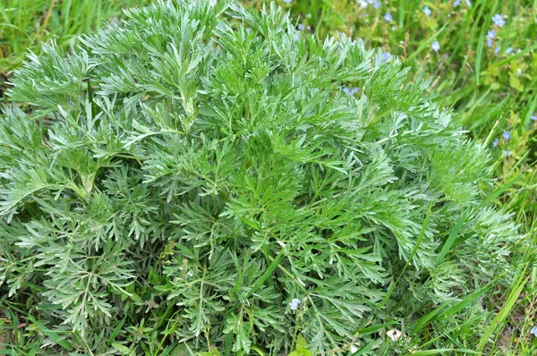 Arbusto Absinto Amargo Artemisia Absinthium Cresce Natureza — Fotografia de Stock