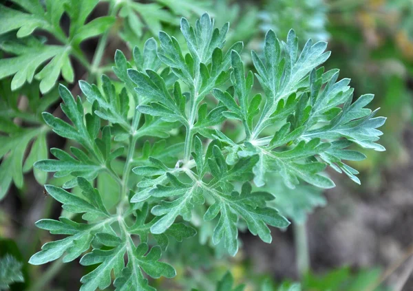 Keserű Üröm Artemisia Absinthium Bokor Vadonban — Stock Fotó