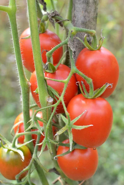 Tomates São Cultivados Solo Orgânico Aberto — Fotografia de Stock